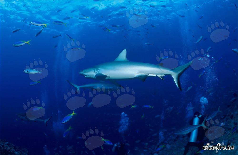 Requin gris nage élégamment devant le magnifique récif corallien