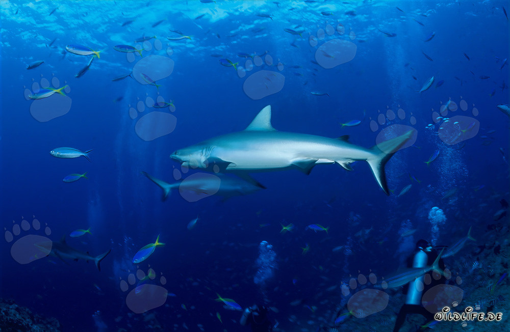 Lo squalo grigio del reef nuota elegantemente davanti alla meravigliosa barriera corallina