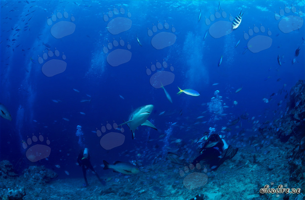 Gray reef shark elegantly swims towards divers in turquoise water