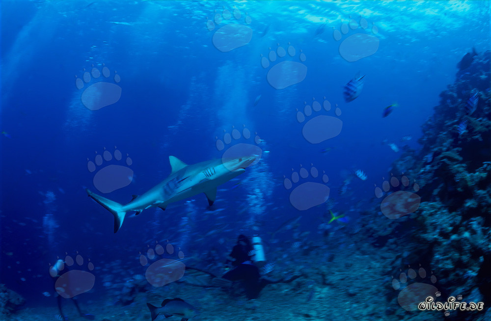 Gray Reef Shark and Divers in Beqa Lagoon, Fiji