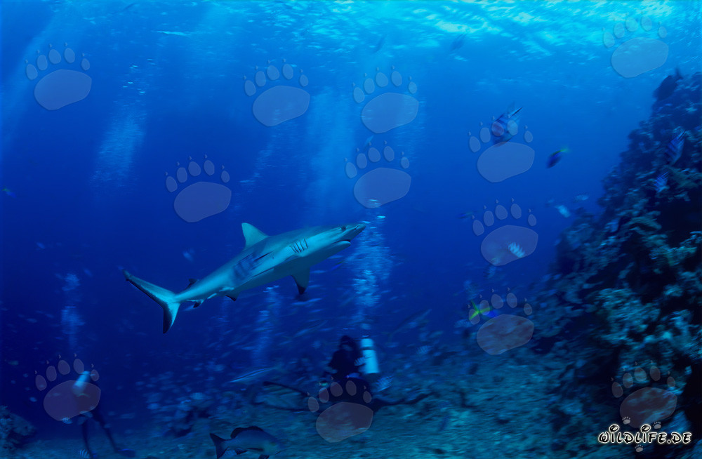 Requin gris de récif et plongeur dans le lagon de Beqa, Fidji