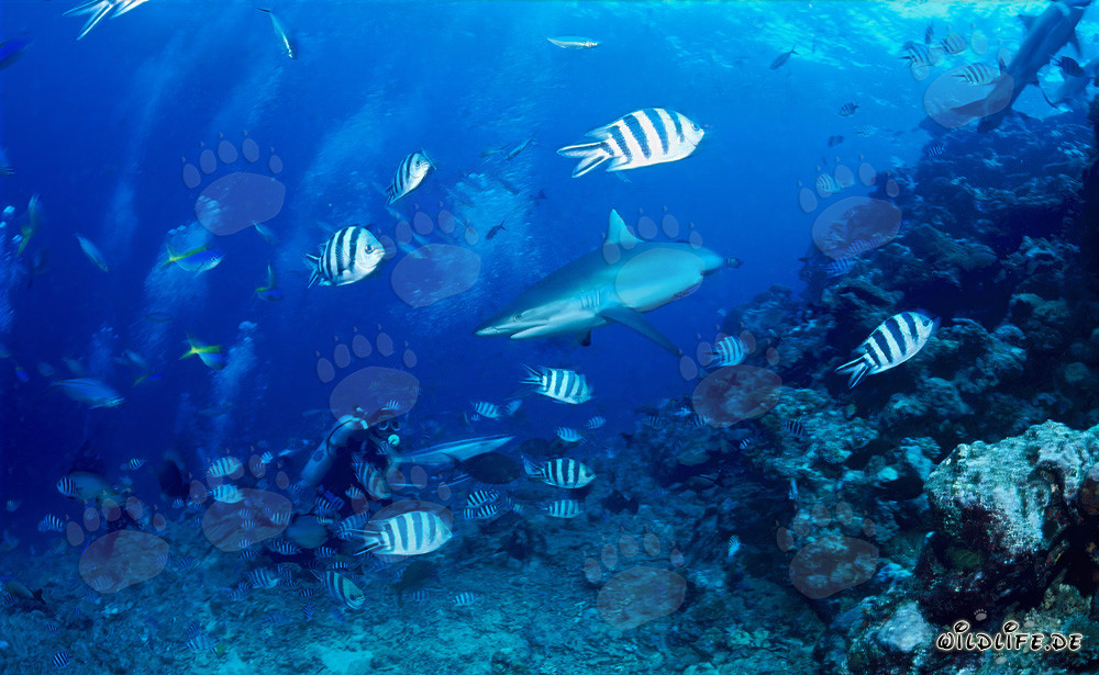 Encounter with a Majestic Gray Reef Shark