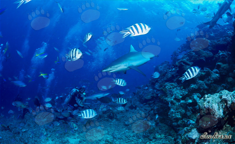 Rencontre avec un majestueux requin-gris de récif