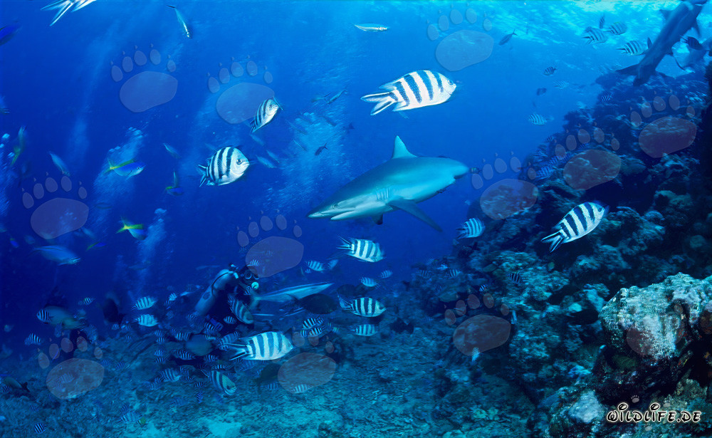 Encuentro con un majestuoso tiburón de arrecife gris
