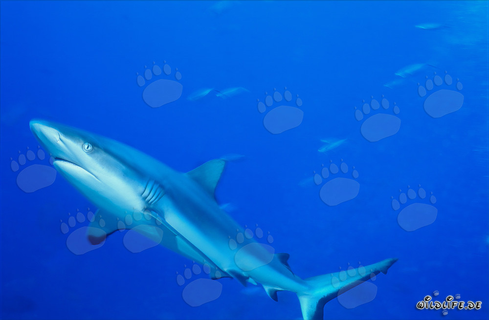 Majestic Gray Reef Shark Swimming in the Deep Blue Ocean