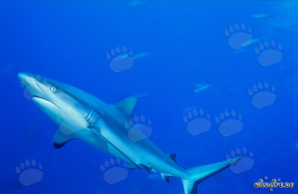 Requin de récif gris majestueux nage dans l'océan bleu profond