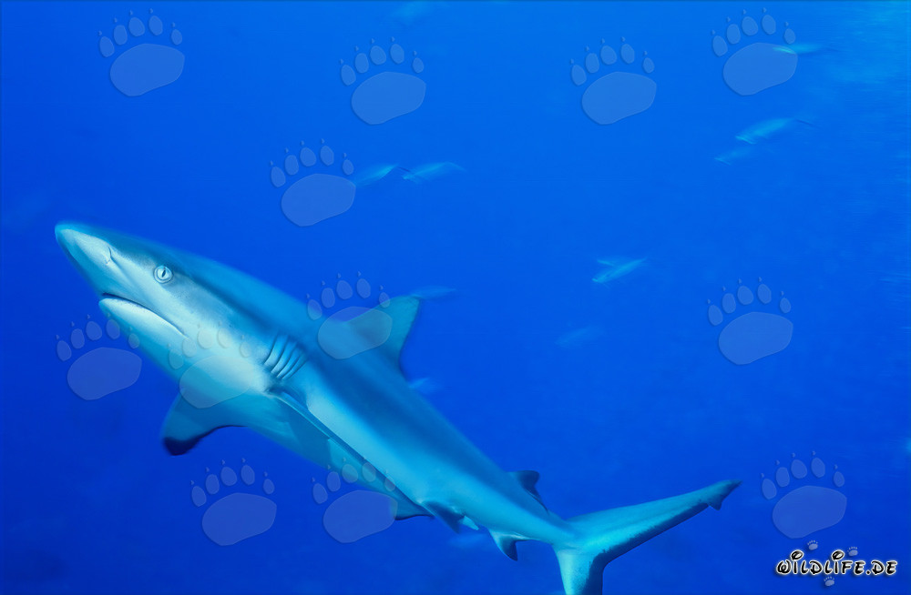 Maestoso squalo grigio della barriera corallina nuota nell'oceano blu profondo