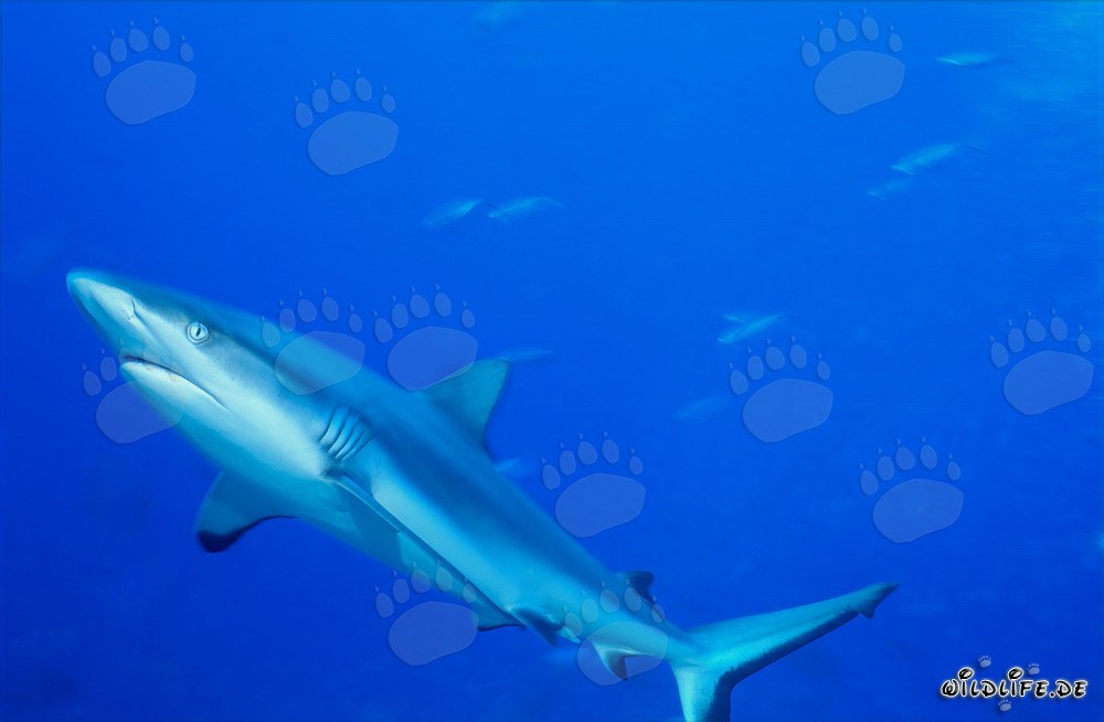 Tiburón de arrecife gris majestuoso nada en el profundo océano azul