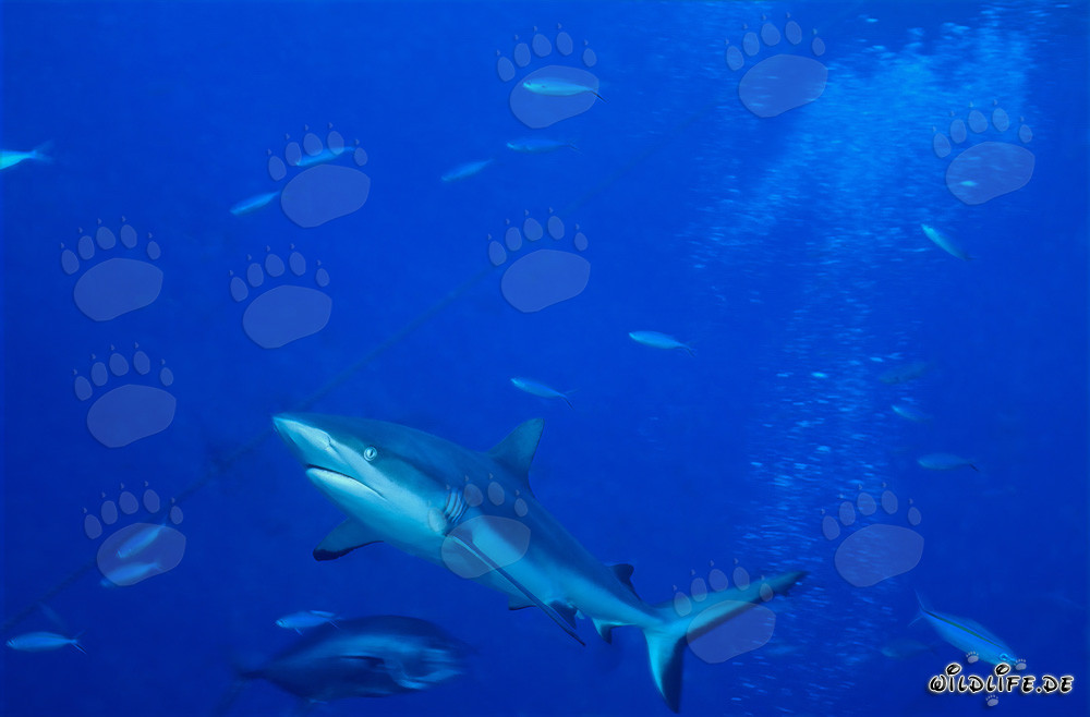Gray reef shark gracefully glides at the coral reef