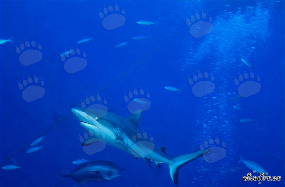 Requin-gris nage majestueusement sur le récif corallien