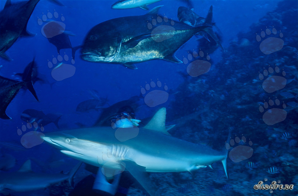 Gray reef shark and bigeye trevally at Shark Reef on Vitu Levu, Beqa Lagoon, Fiji