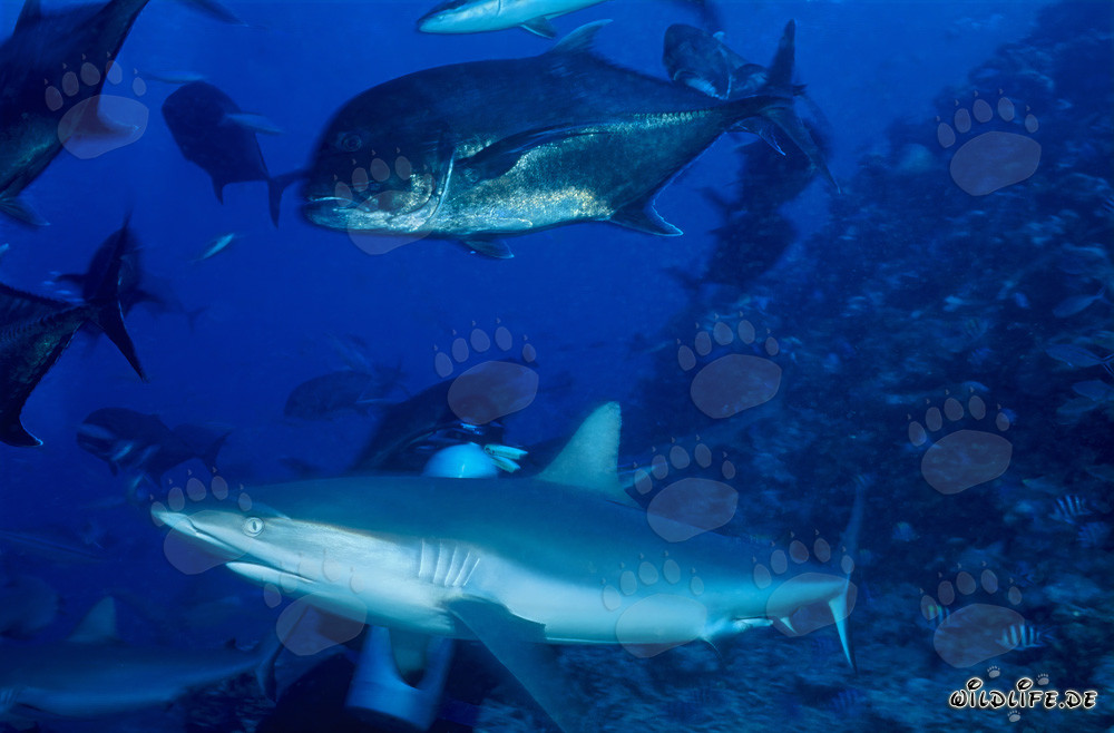 Requin gris de récif et maquereau à grosse tête devant Shark Reef à Vitu Levu, Beqa Lagoon, Fidji
