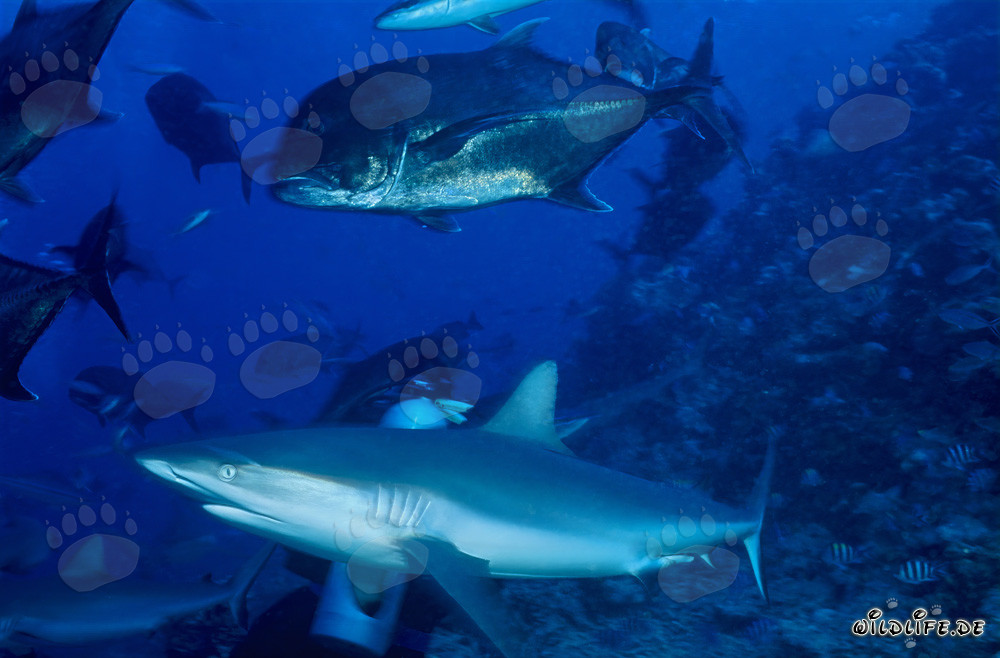 Squalo grigio della barriera corallina e sgombro testa grossa di fronte a Shark Reef a Vitu Levu, Beqa Lagoon, Figi