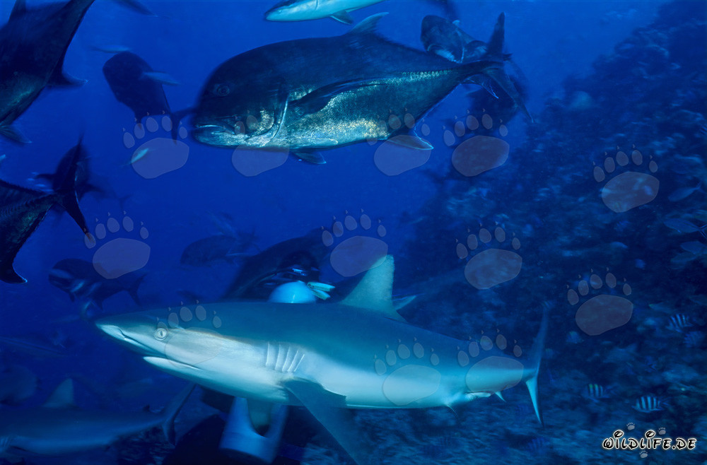 Tiburón de arrecife gris y caballa de cabeza gorda frente a Shark Reef en Vitu Levu, Beqa Lagoon, Fiyi