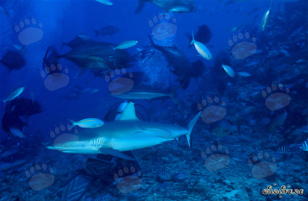Requin de récif gris fascinant nageant au-dessus d'un fond de gravier