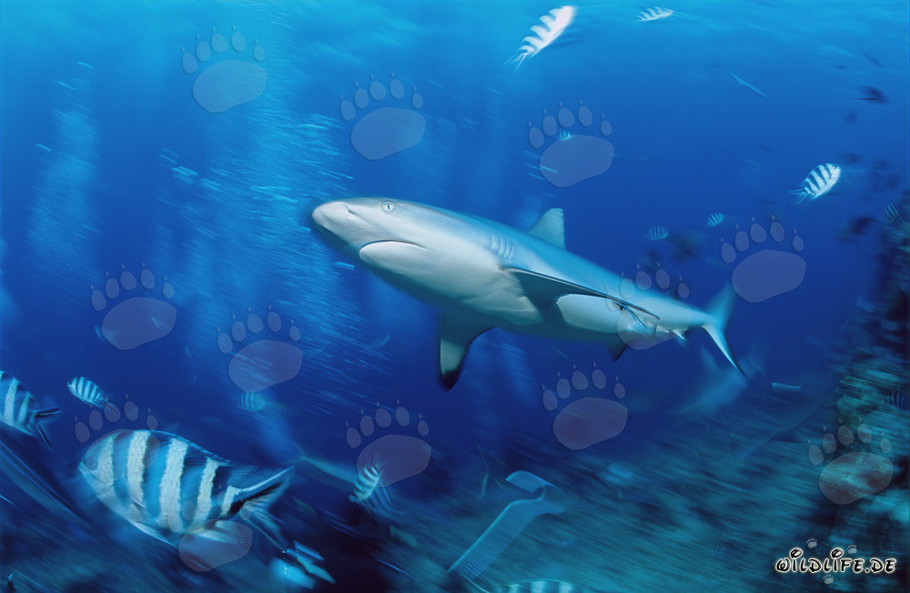 Graceful gray reef shark swimming along the coral reef