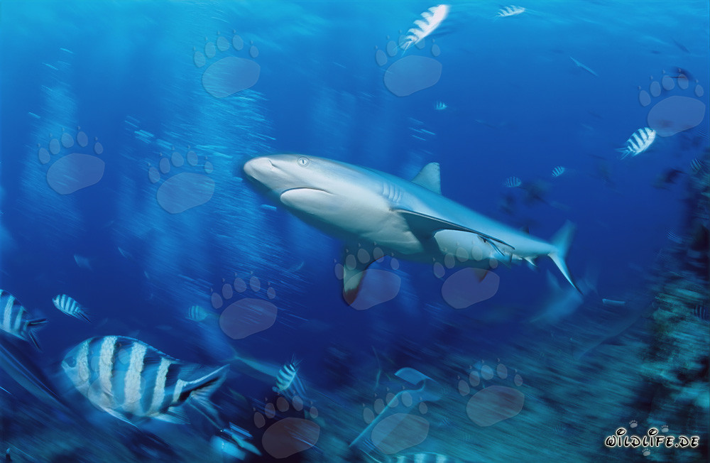 Requin gris nage élégamment le long du récif corallien