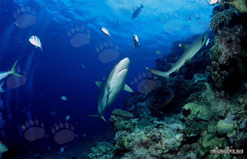 Gray reef shark and Whitetip reef shark in Beqa Lagoon, Fiji