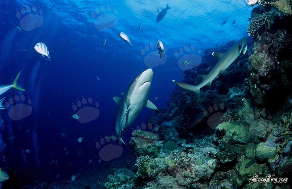 Requin gris de récif et requin à pointes blanches dans le lagon de Beqa aux Fidji