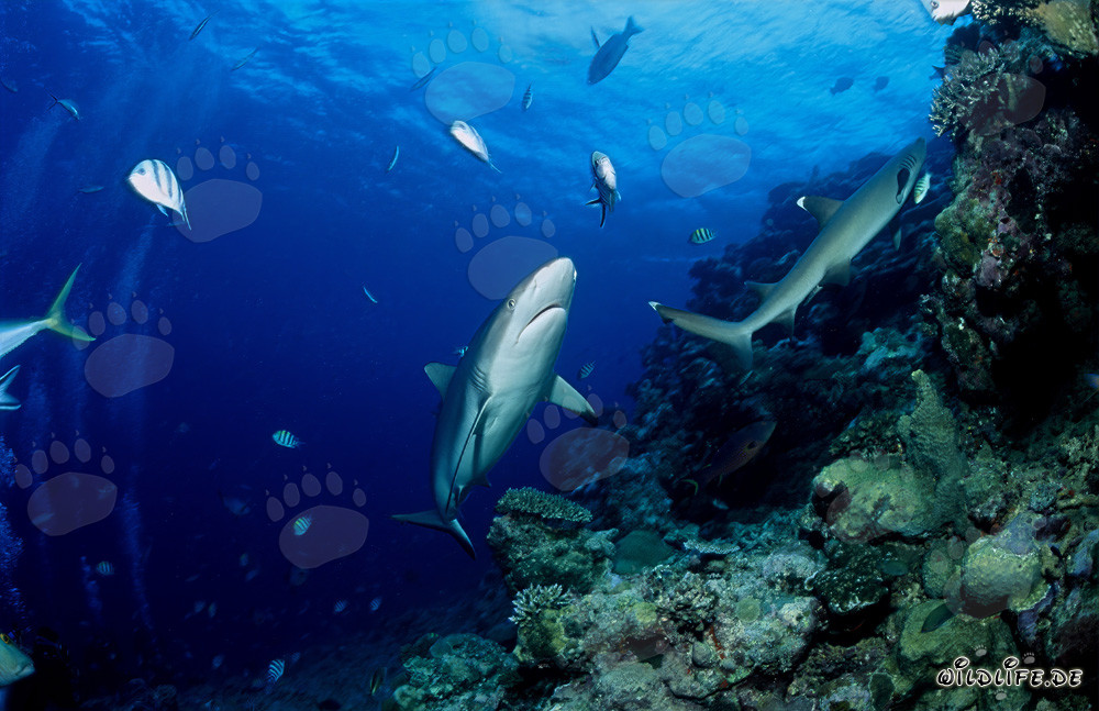 Squalo grigio di barriera e squalo pinna bianca nella laguna di Beqa alle Figi