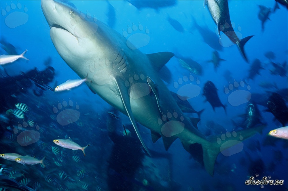 Majestic bull shark swimming upwards