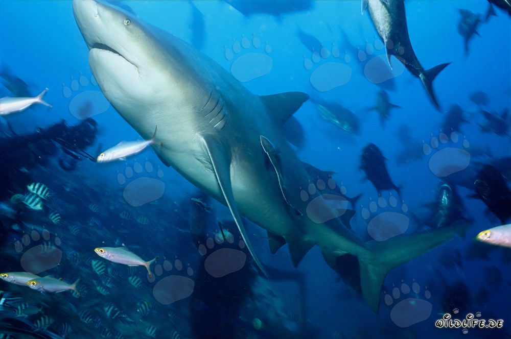 Requin taureau majestueux nage vers le haut