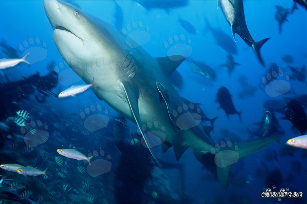 Tiburón toro majestuoso nada hacia arriba