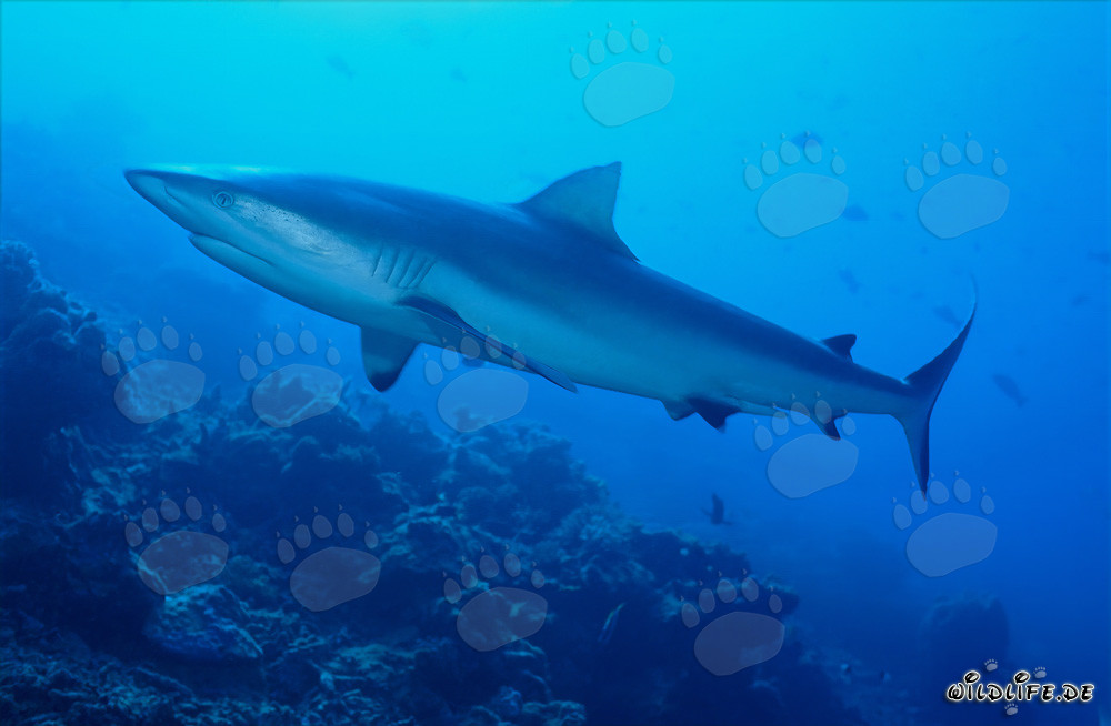 Gray reef shark (Carcharhinus amblyrhynchos)