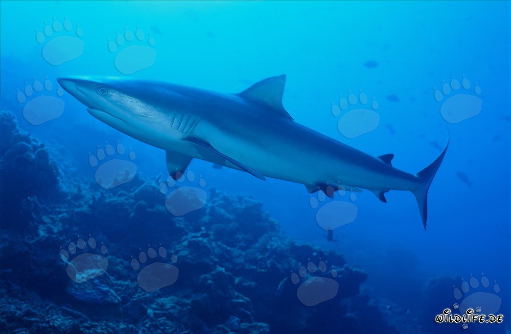 Requin de récif gris dans les eaux bleues de la lagune de Beqa