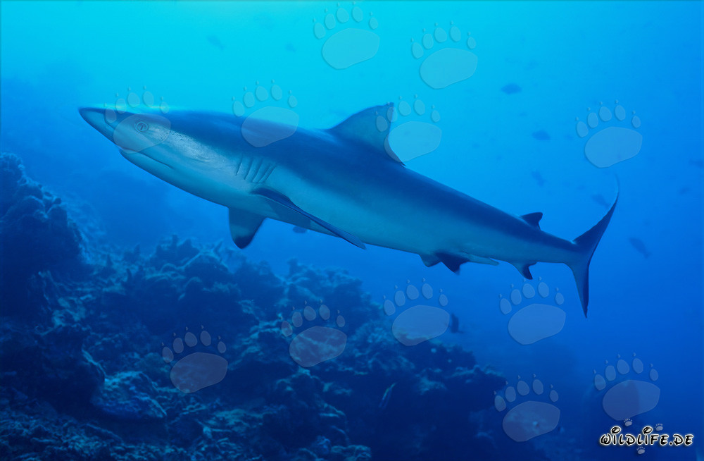 Tiburón de arrecife gris en las aguas azules de la Laguna de Beqa