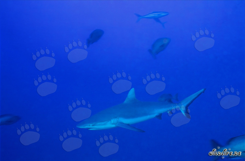 Grauer Riffhai im blauen Wasser des Südpazifiks