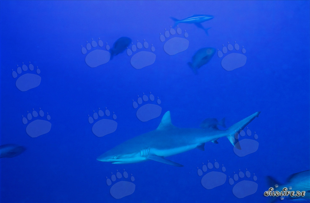 Requin gris des récifs dans l'eau bleue du Pacifique Sud