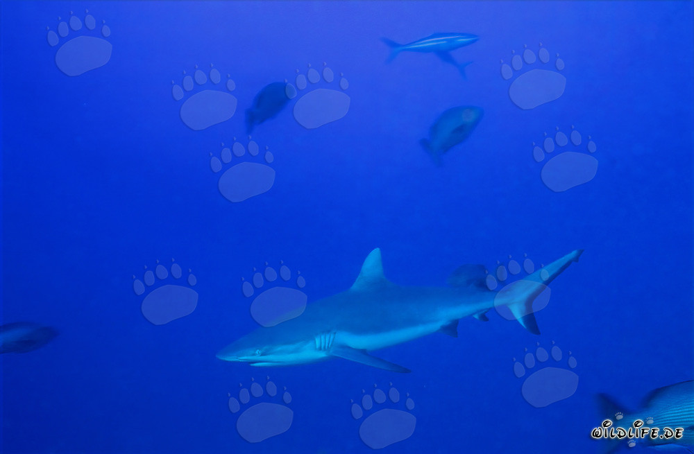 Tiburón de arrecife gris en el agua azul del Pacífico Sur