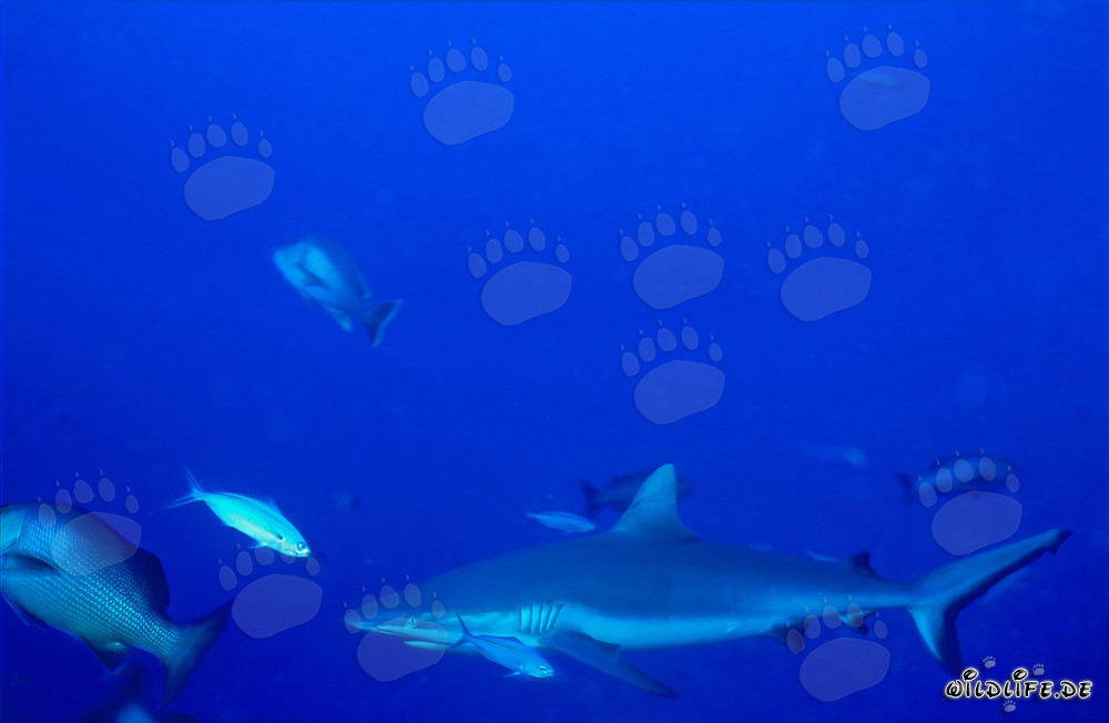 Gray Reef Shark in the South Pacific
