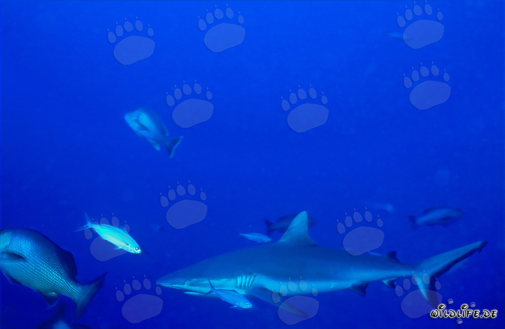 Requin gris des récifs dans le Pacifique Sud