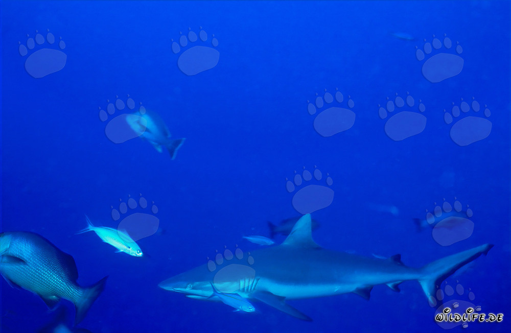 Squalo grigio di barriera nel Pacifico del Sud