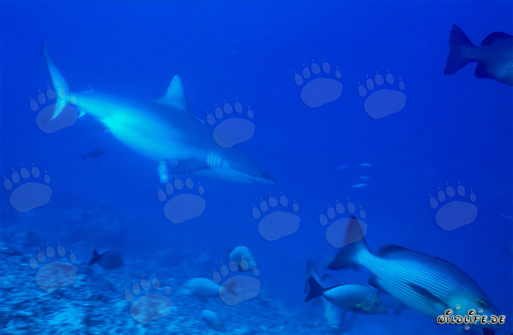 Gray reef shark gracefully swims over rocky seabed