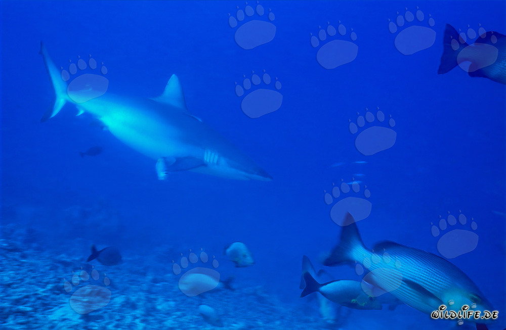 Requin gris de récif nage élégamment sur le fond marin rocheux