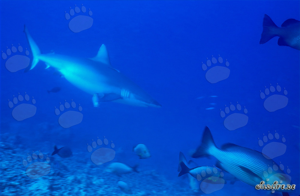 Tiburón gris de arrecife nada elegantemente sobre el fondo marino rocoso
