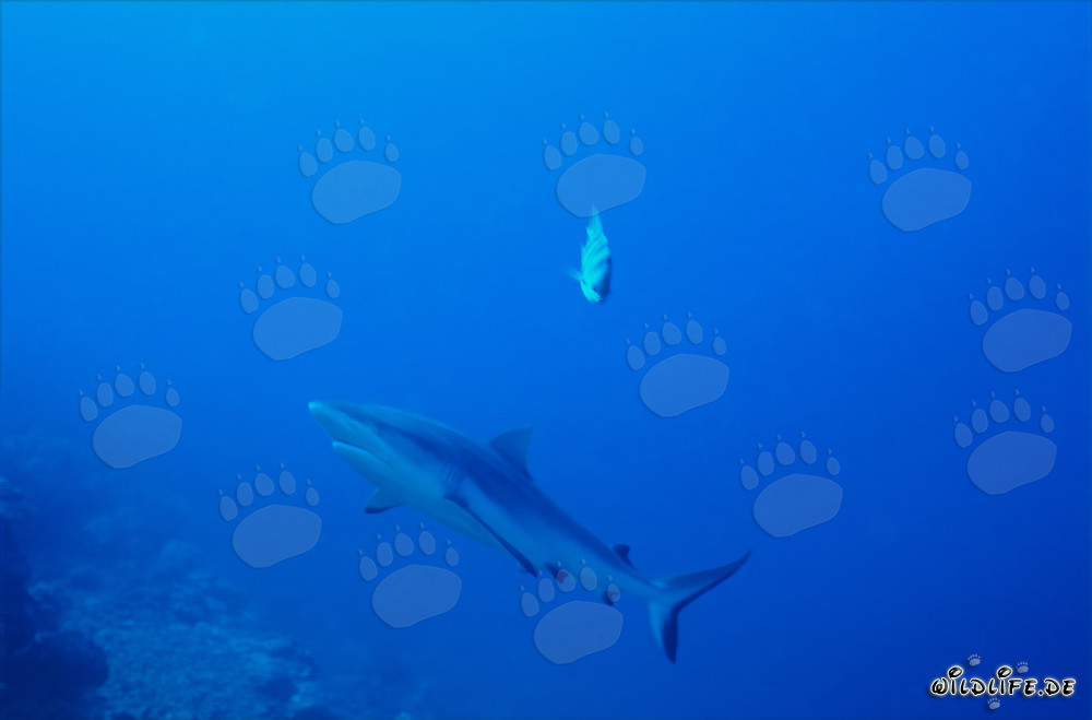 Gray reef shark (Carcharhinus amblyrhynchos)