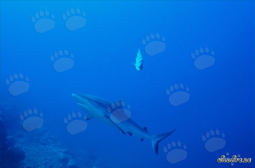 Requin gris de récif au tombant du récif