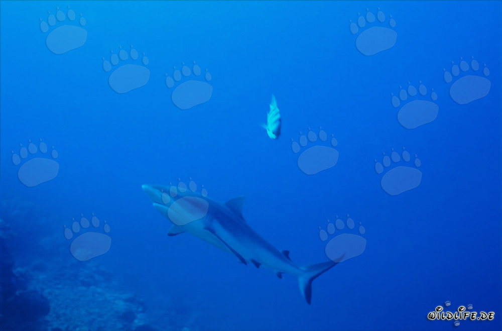 Tiburón de arrecife gris en el desplome del arrecife