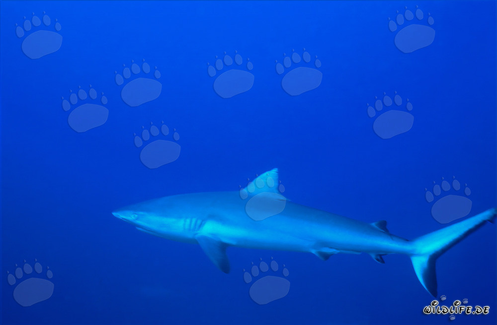 Gray Reef Shark - Majestic Sea Creature in Crystal Clear Water