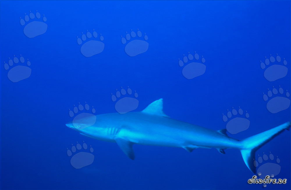 Requin gris de récif - Majestueux habitant des mers dans une eau cristalline