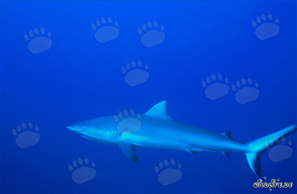 Tiburón gris de arrecife - Majestuoso habitante marino en aguas cristalinas