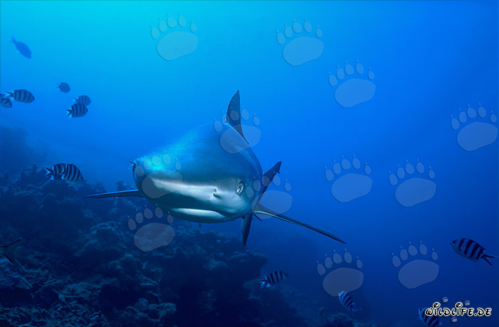 Requin à pointes blanches fascinant en contact visuel direct