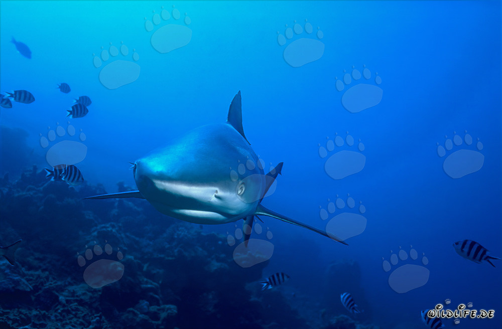 Affascinante squalo pinna bianca in contatto visivo diretto