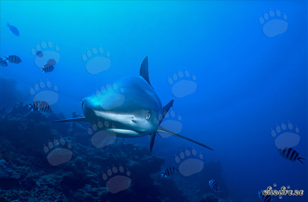 Fascinating whitetip reef shark making direct eye contact