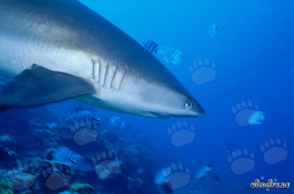 Gray Reef Shark Portrait from the Side