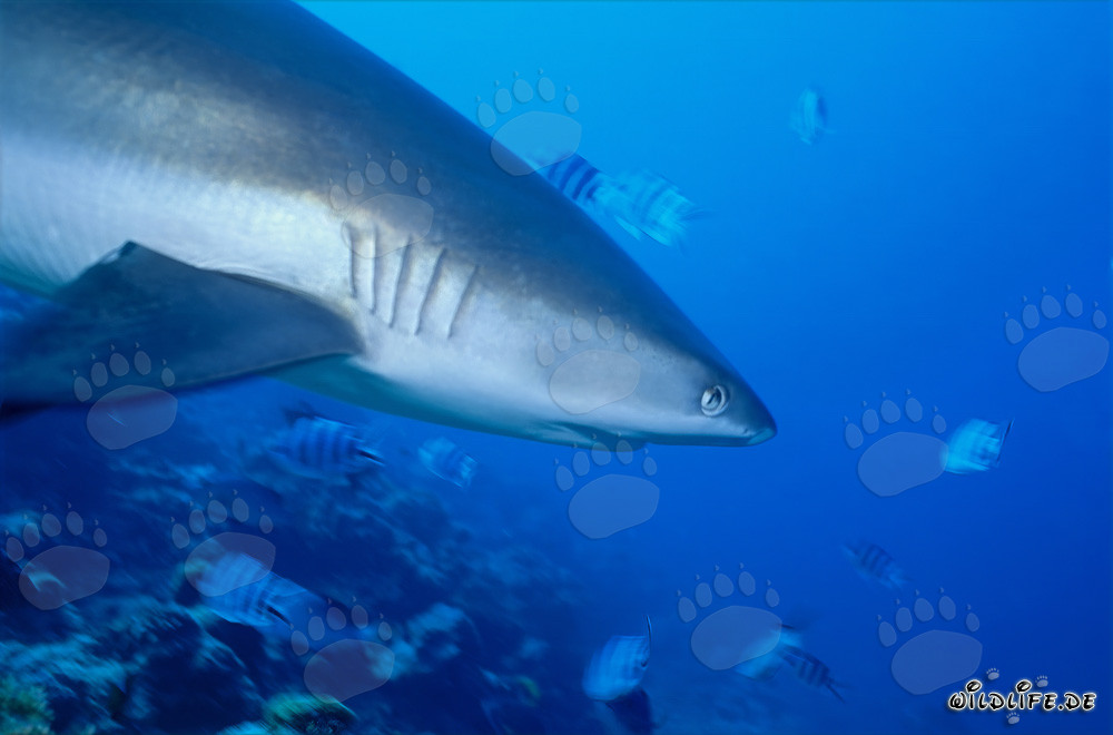 Portrait de requin gris de récif vu de côté